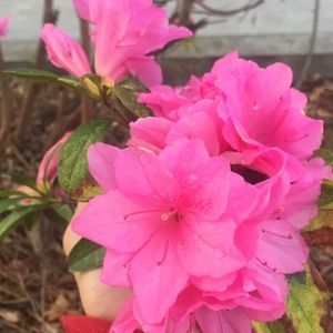 Meet your Posher, Abby